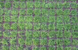 Rubber grastegel 1