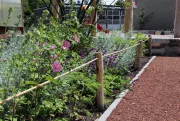 Plantvakbescherming 1
