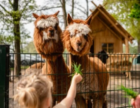 Project Sanjes Safari beurstoestel 2